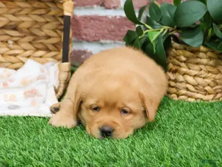 Labrador Retriever dogs Eagle - Ad 28