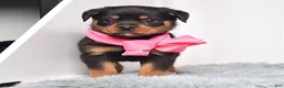 Rottweiler dogs for sale: Luna - Ad 4