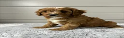 Cavapoo dogs for sale: Ivy - Ad 4