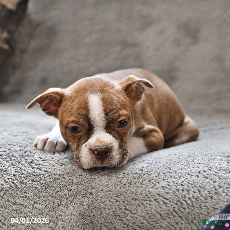 Boston Terrier dogs Howie - Ad 2