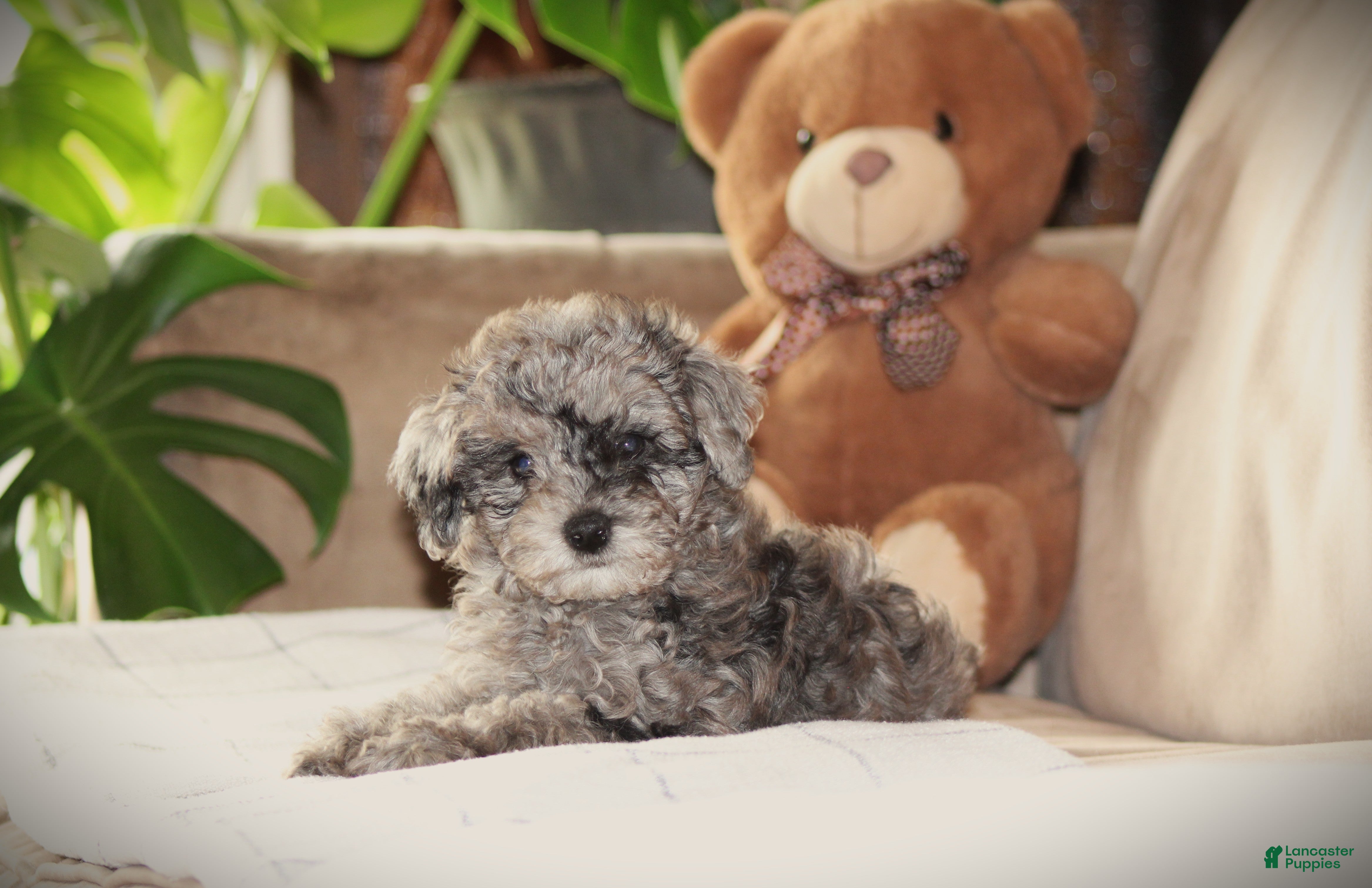 Toy Poodle dogs for sale: Dakota - Ad 2