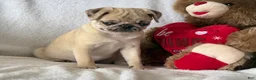 Pug dogs for sale: Poppy - Ad 4