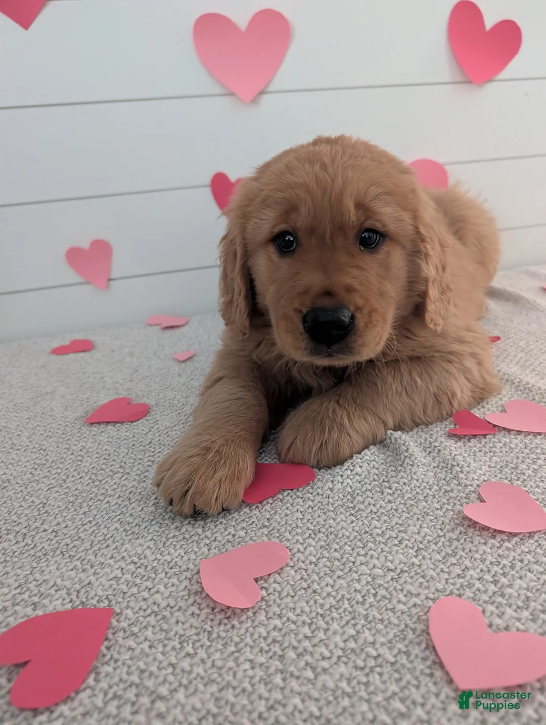 Golden Retriever dogs for sale: Tucker - Ad 2