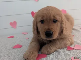 Golden Retriever dogs Tucker - Ad 30