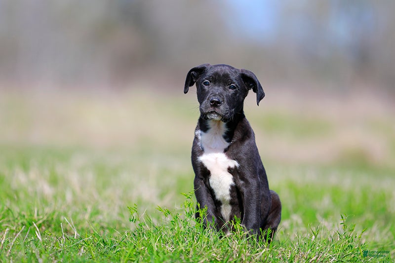 Mixed Breed dogs Grackle - European Doberdane - Ad 2