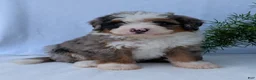 Mini Bernedoodle dogs for sale: Mini Marlo  - Ad 6