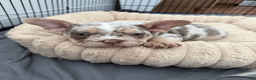 Mixed Breed dogs for sale: Fawn Merle, Micro Bully Female - Ad 2
