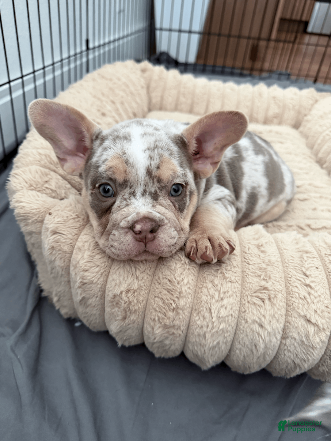 Mixed Breed dogs for sale: Fawn Merle, Micro Bully Female - Ad 2