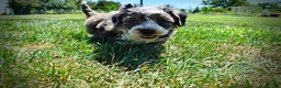 Havapoo dogs for sale: Icon - Ad 22