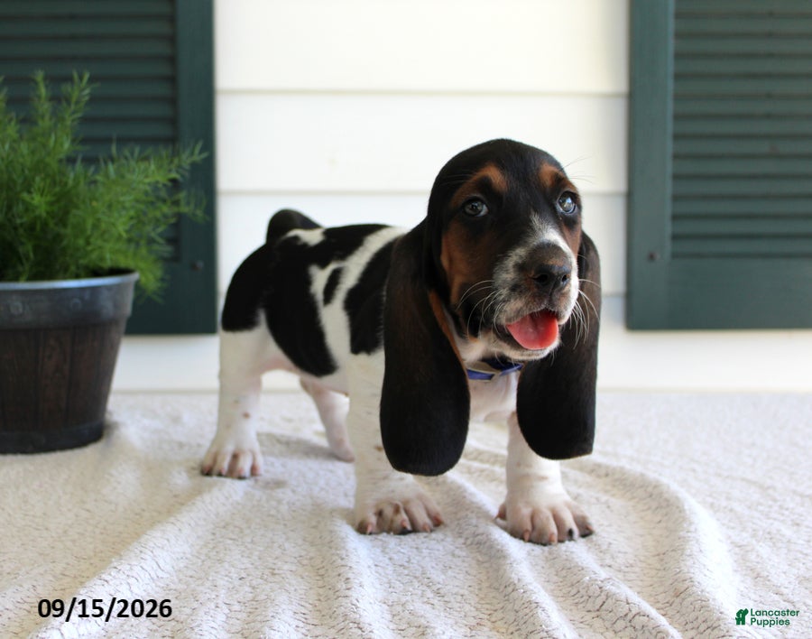 Basset Hound dogs Claire - Ad 2