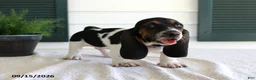 Basset Hound dogs for sale: Claire - Ad 2