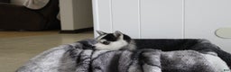 Pomsky dogs for sale: Tiny Tot - Ad 9