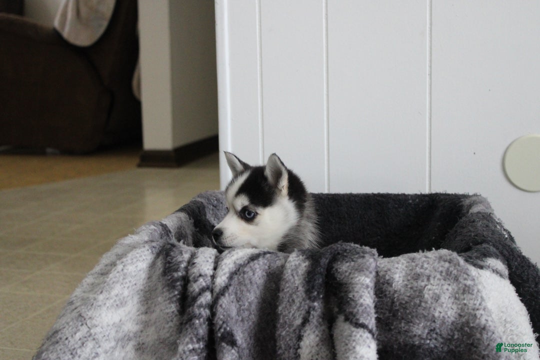 Pomsky dogs for sale: Tiny Tot - Ad 9