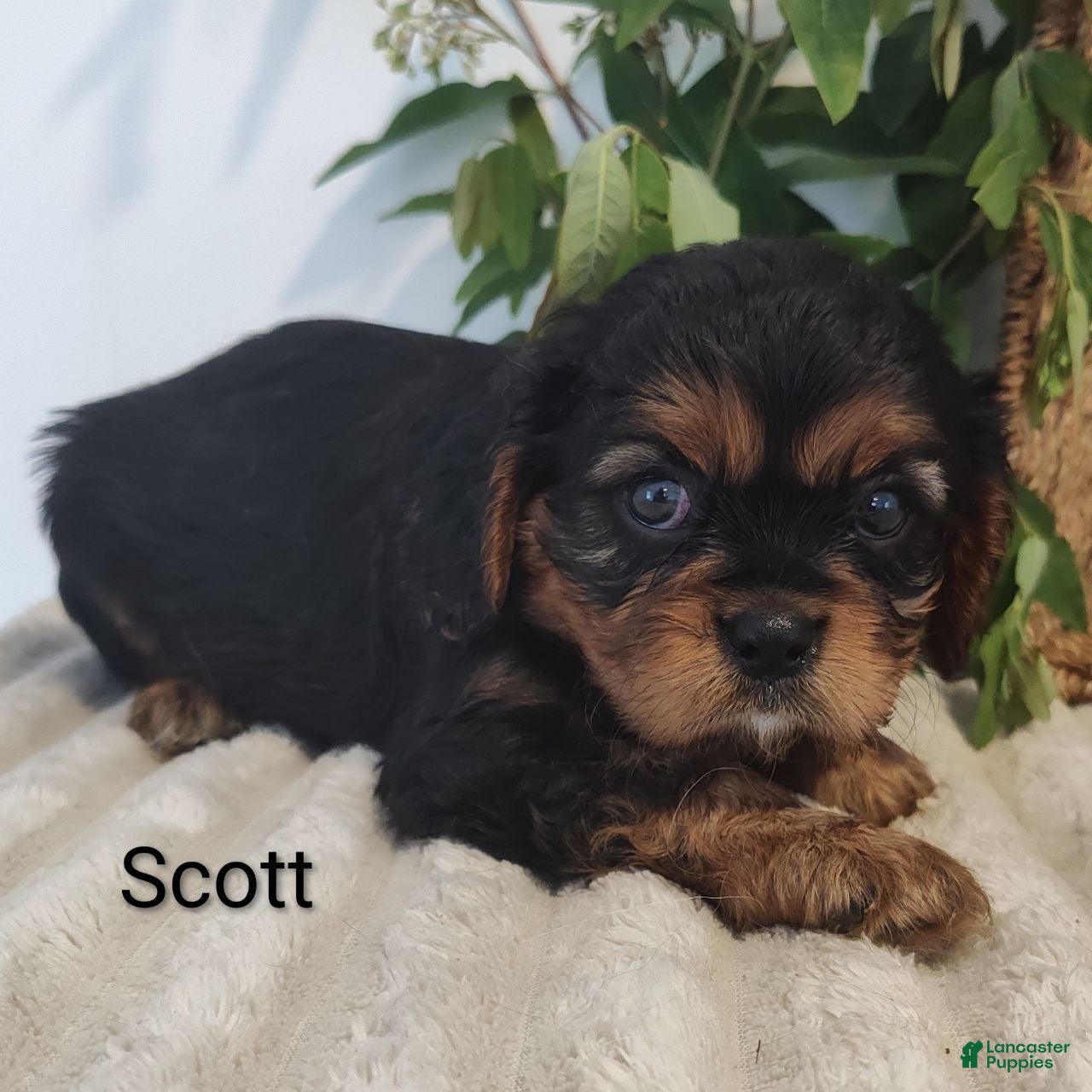 Cavalier King Charles Spaniel dogs Scott - Ad 1