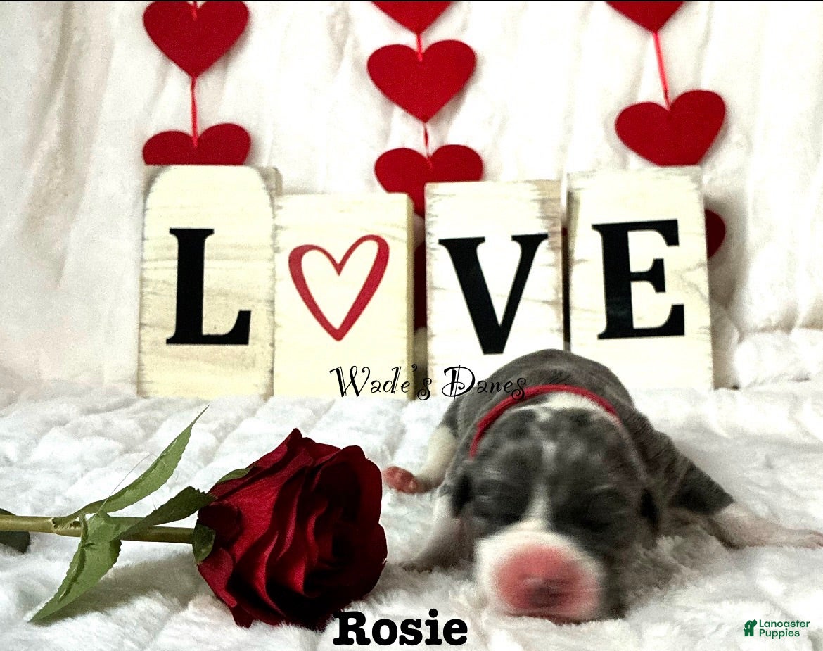 Great Dane dogs Great Dane Puppy 5 - Ad 32