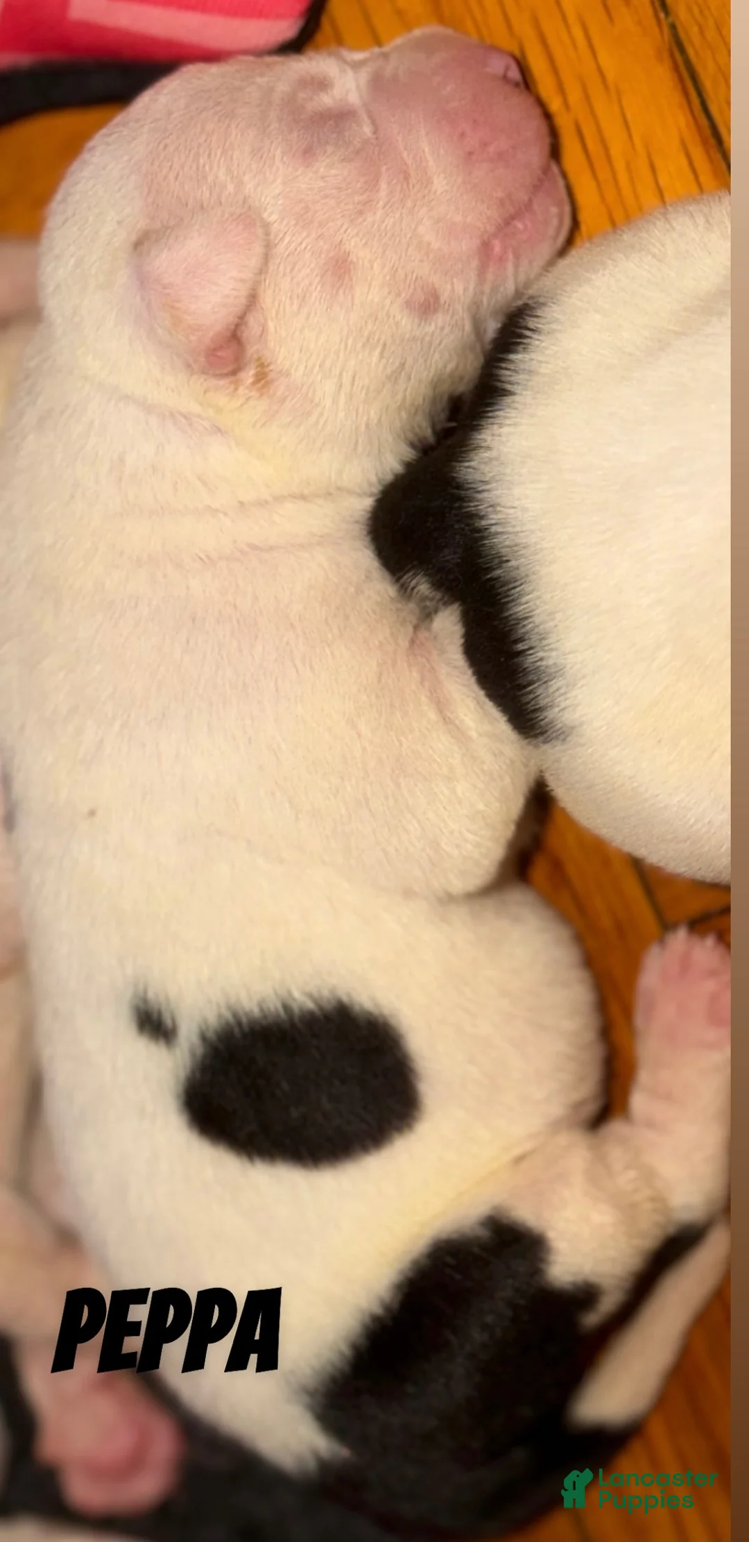 Mixed Breed dogs for sale: PEPPA - Ad 2