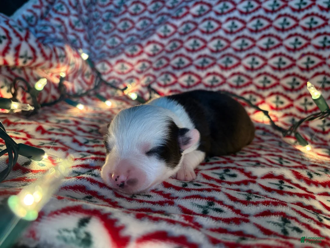 Mixed Breed dogs for sale: Mixed Breed Puppy 3 - Ad 3