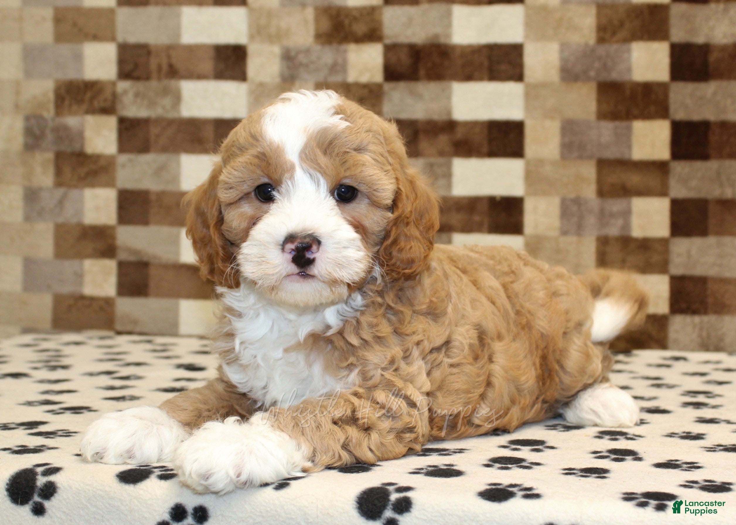 Mixed Breed dogs Frank - Ad 2