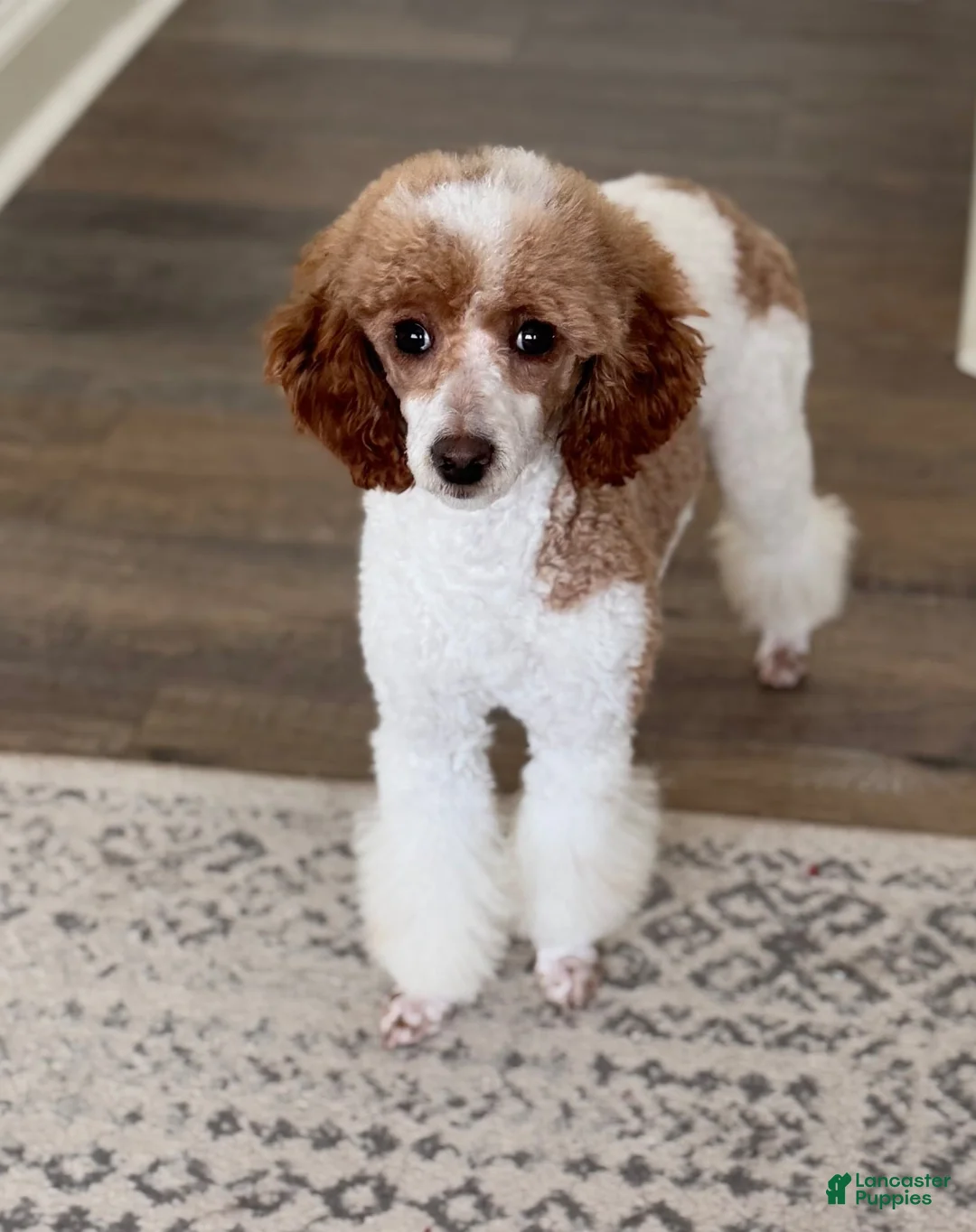 Miniature Poodle dogs for sale: Odey - Ad 4