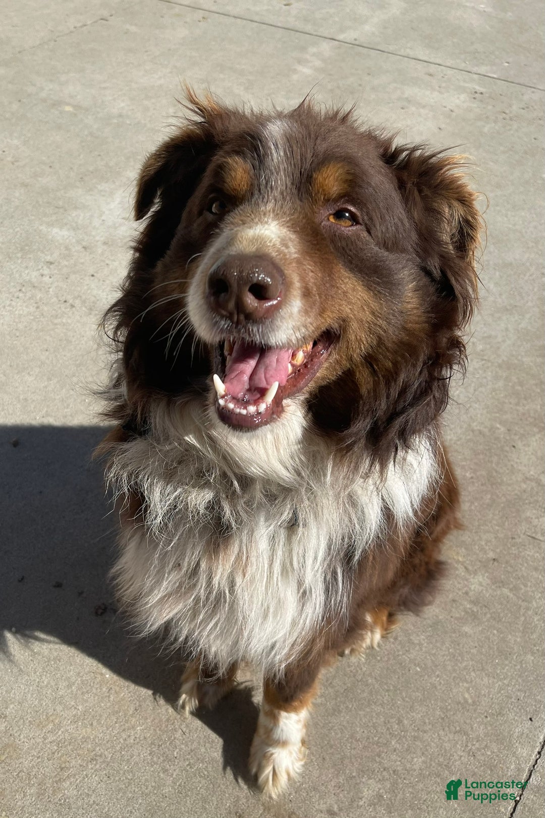 Gallery Image {{count}}