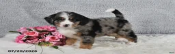 Mini Bernedoodle dogs for sale: Kaya - Ad 4