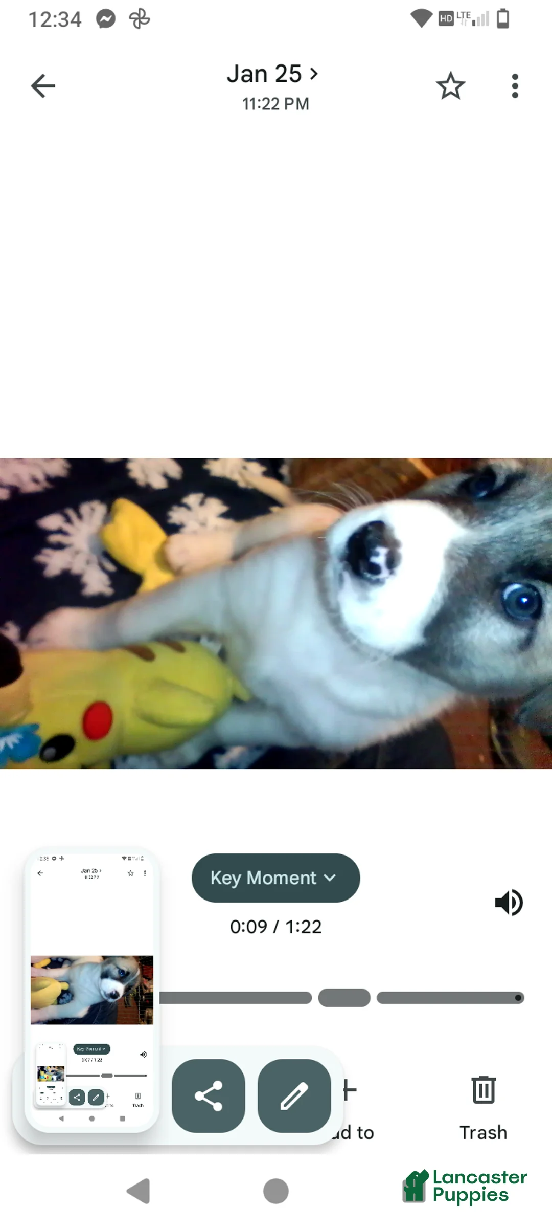 Mixed Breed dogs for sale: BABY JOJO  - Ad 15