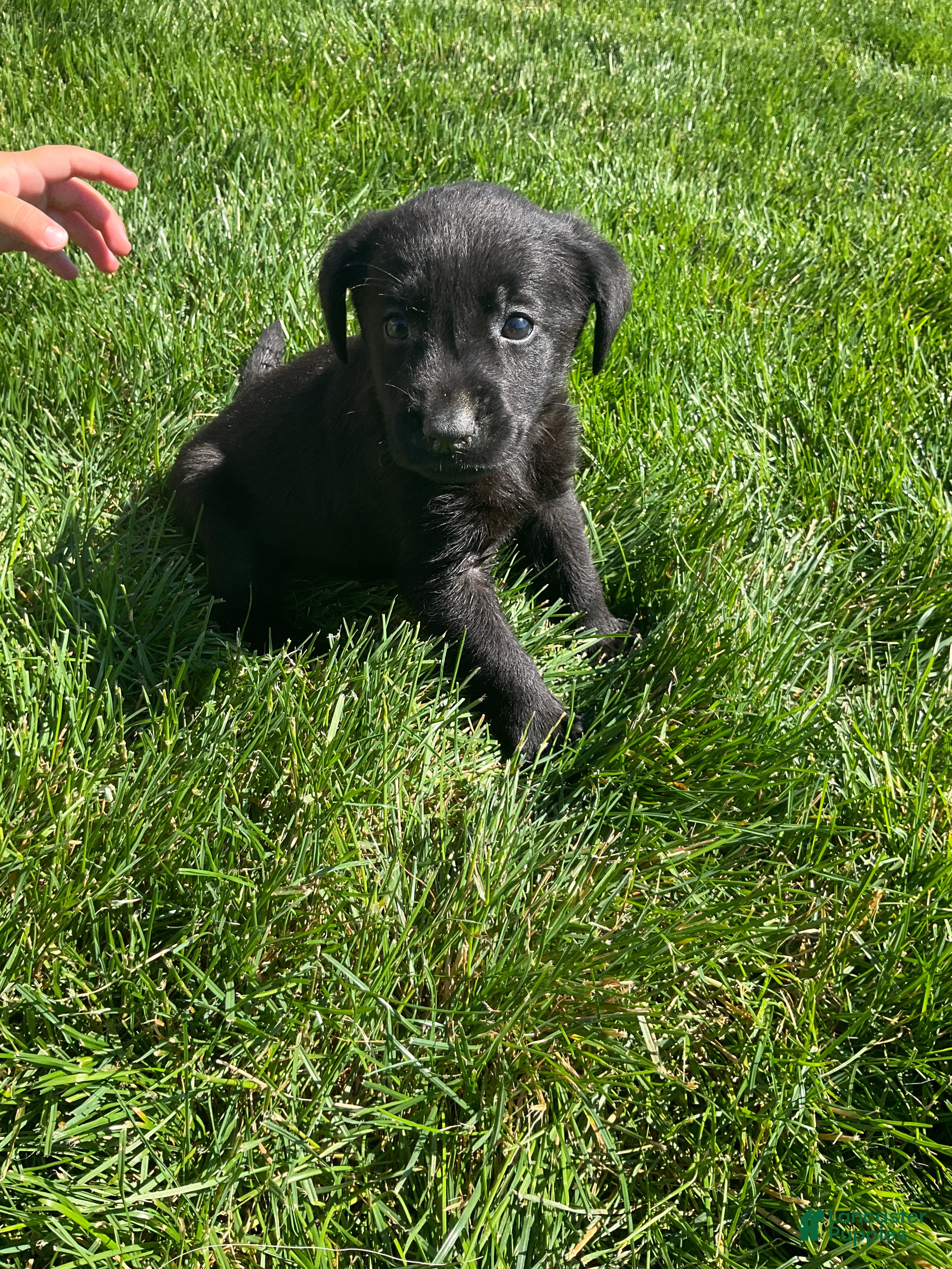 Labrador Retriever dogs for sale: Topper - Ad 3