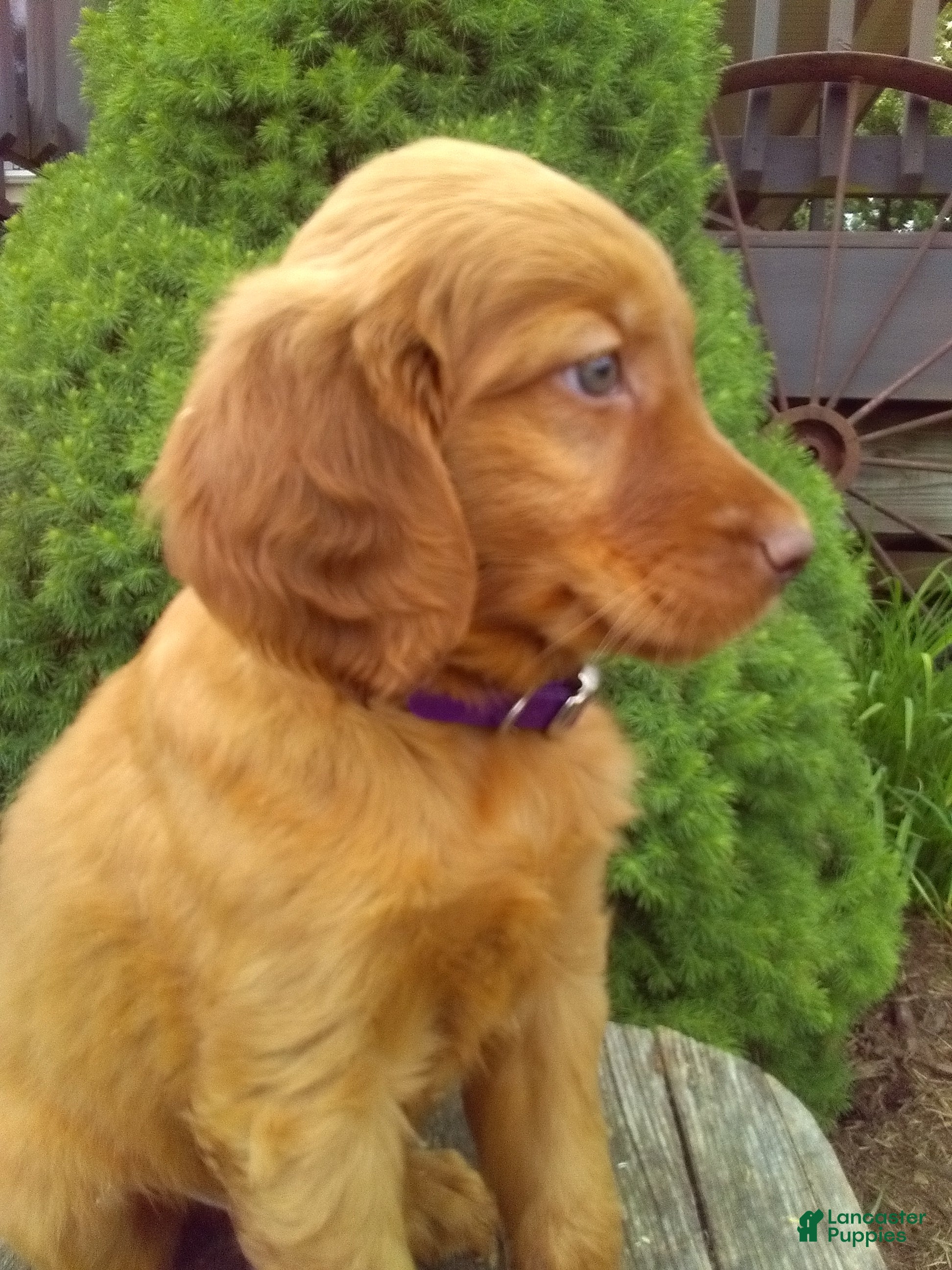 Mixed Breed dogs Tanner - Ad 2