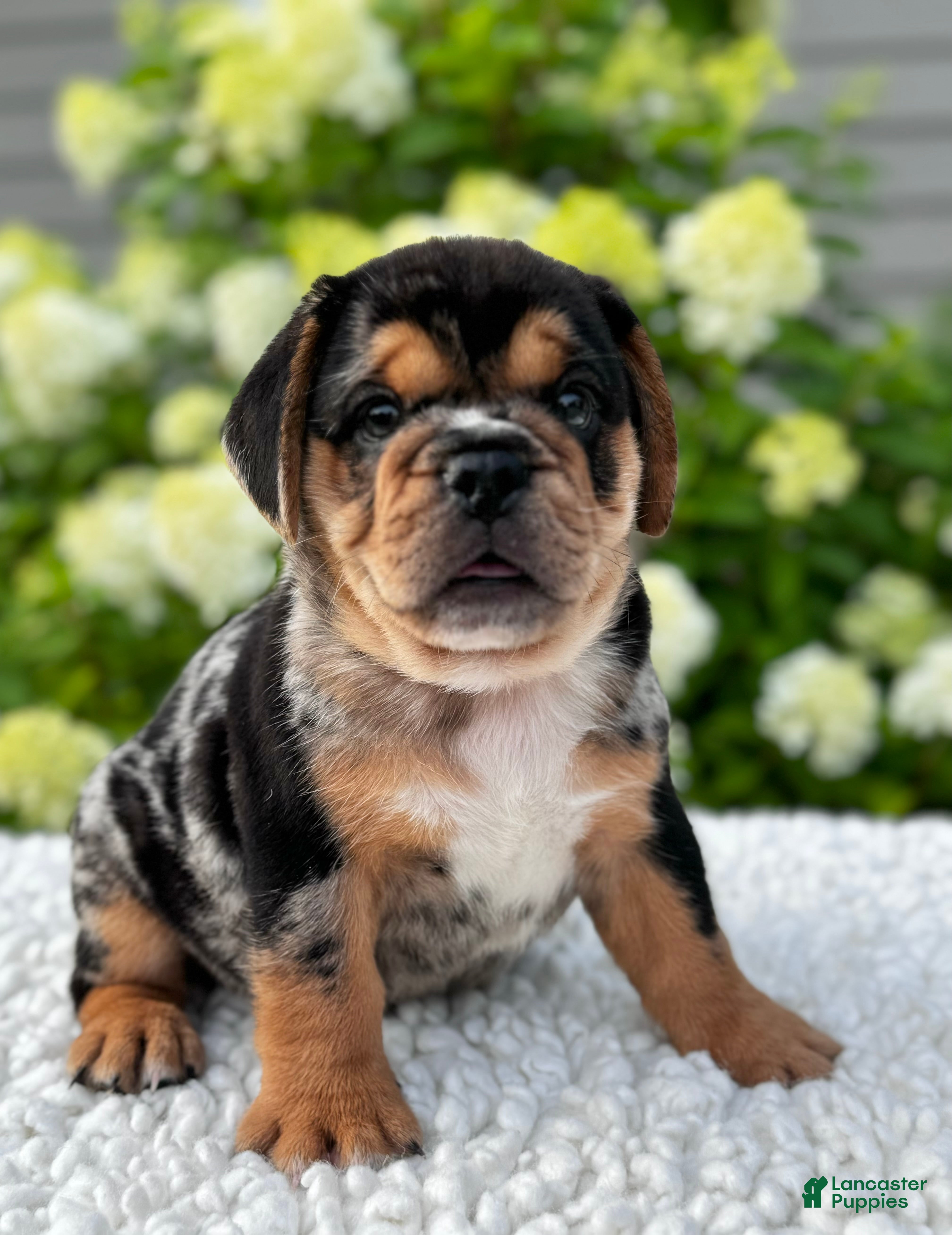 Mixed Breed dogs Olly - Ad 2