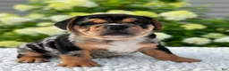 Mixed Breed dogs for sale: Olly - Ad 2