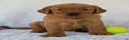 Golden Retriever dogs for sale: Miss Rosie  - Ad 2