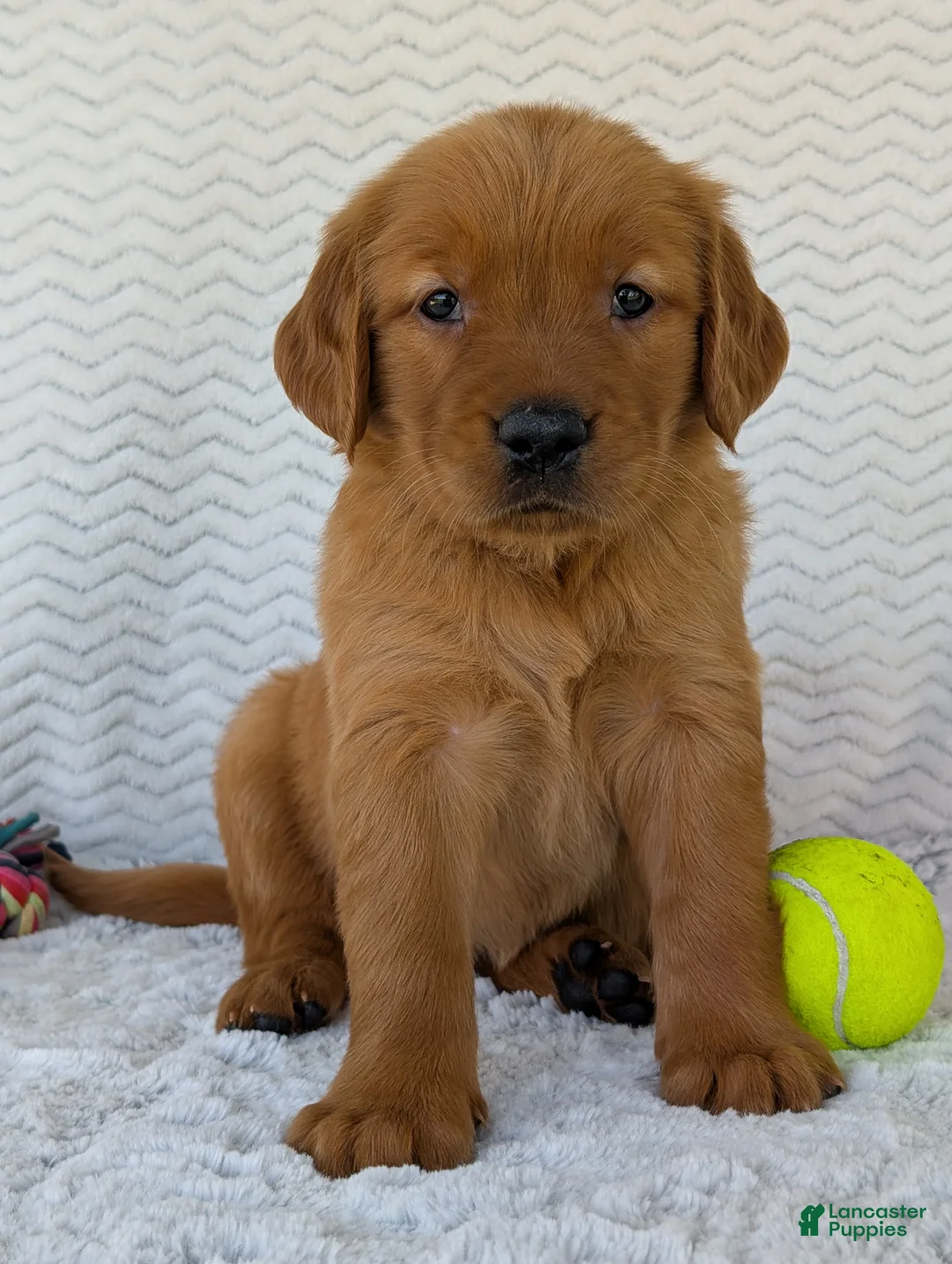 Golden Retriever dogs for sale: Miss Rosie  - Ad 2