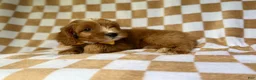 Cavapoo dogs for sale: Marshall - Ad 6