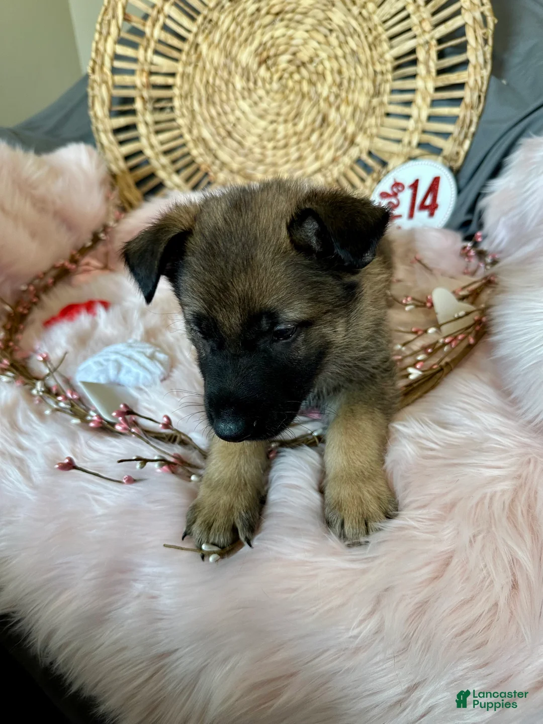 German Shepherd dogs for sale: Sage - Ad 6