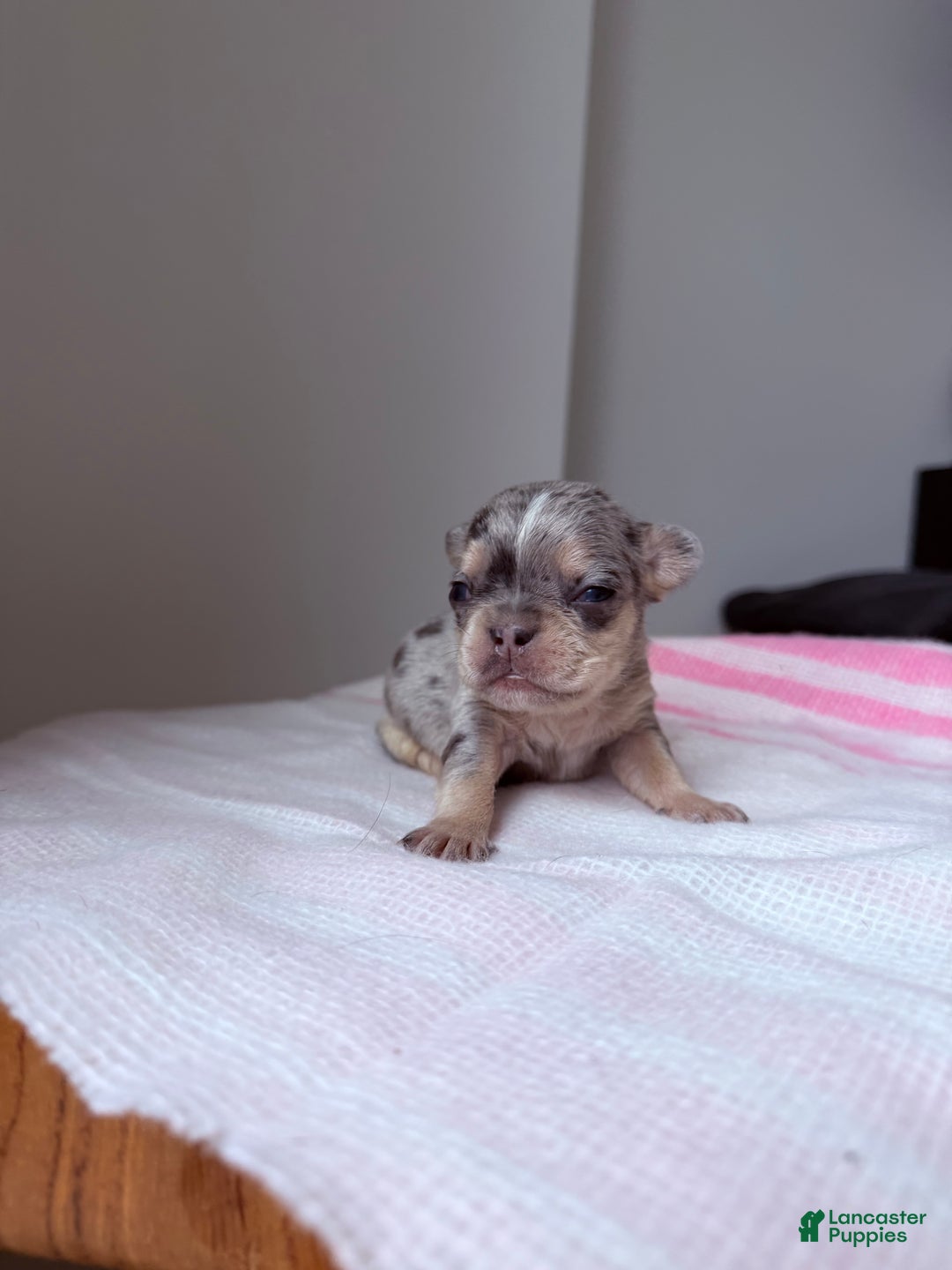 French Bulldog dogs for sale: Sapphire fluffy - Ad 10