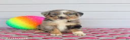 Miniature Australian Shepherd dogs for sale: Archie - Ad 1