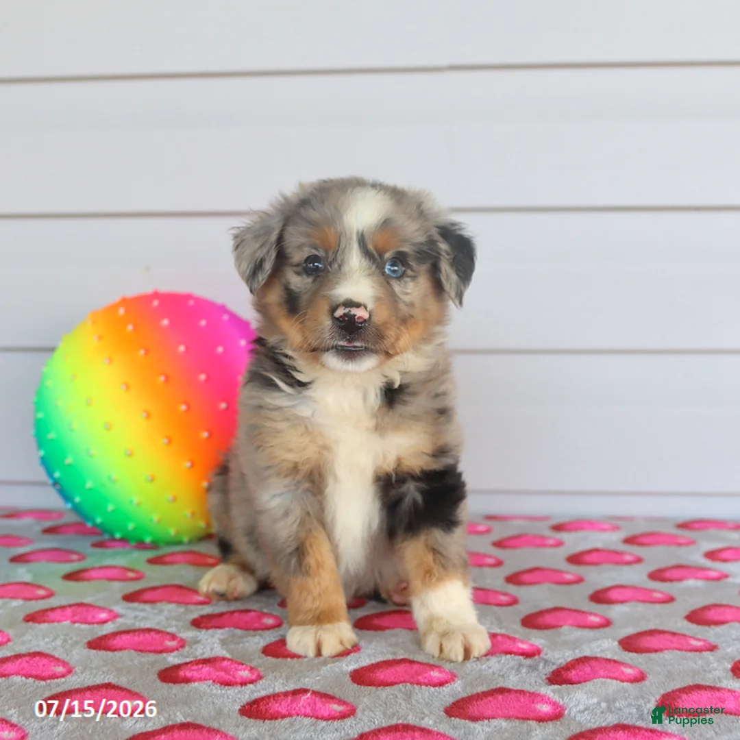 Miniature Australian Shepherd dogs for sale: Archie - Ad 1
