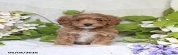 Cockapoo dogs for sale: Justin - Ad 1