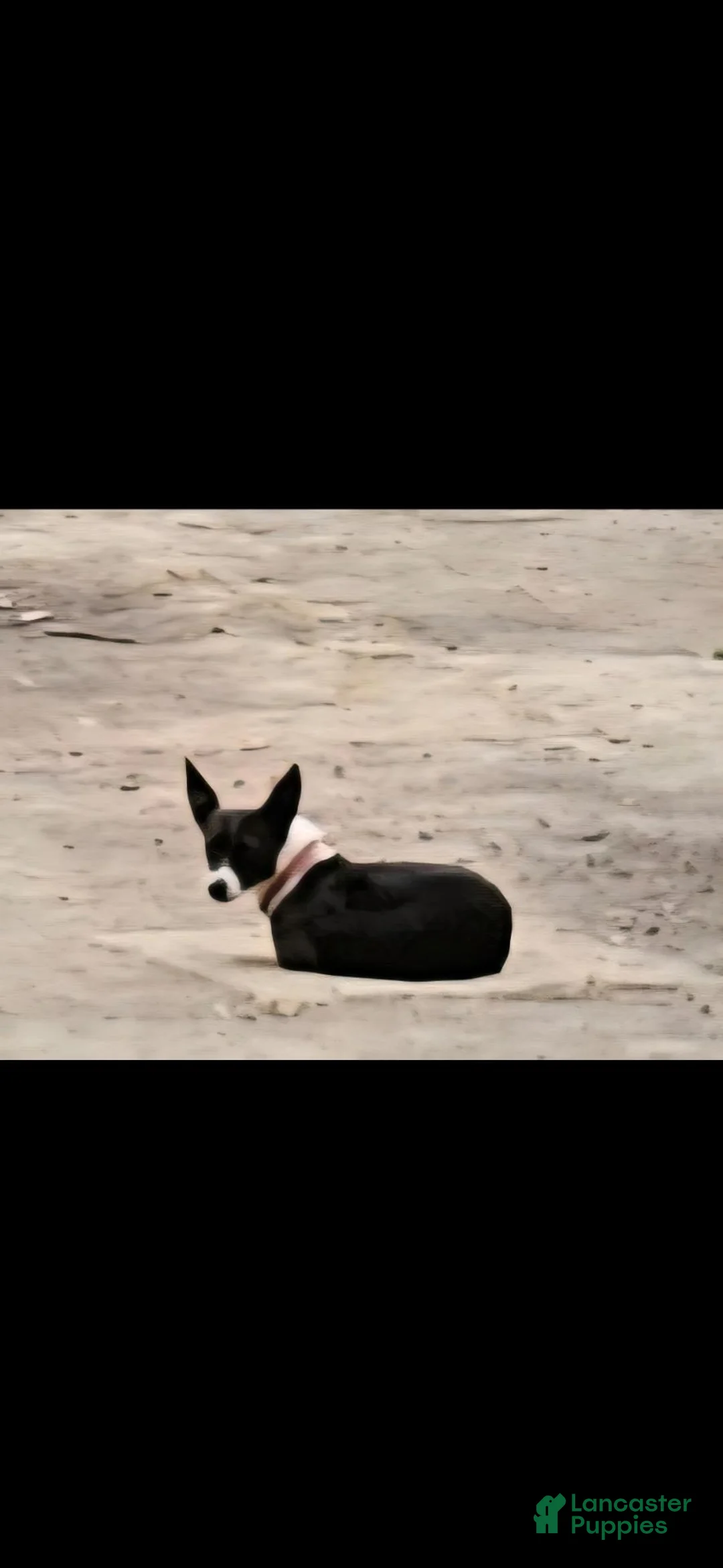 Chihuahua dogs for sale: Butter - Ad 15
