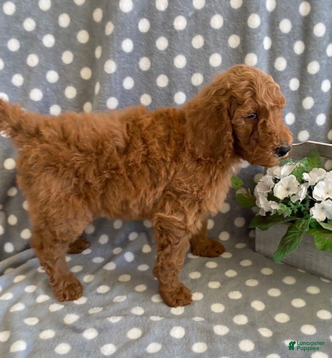 Standard Poodle dogs for sale: Jack - Ad 7