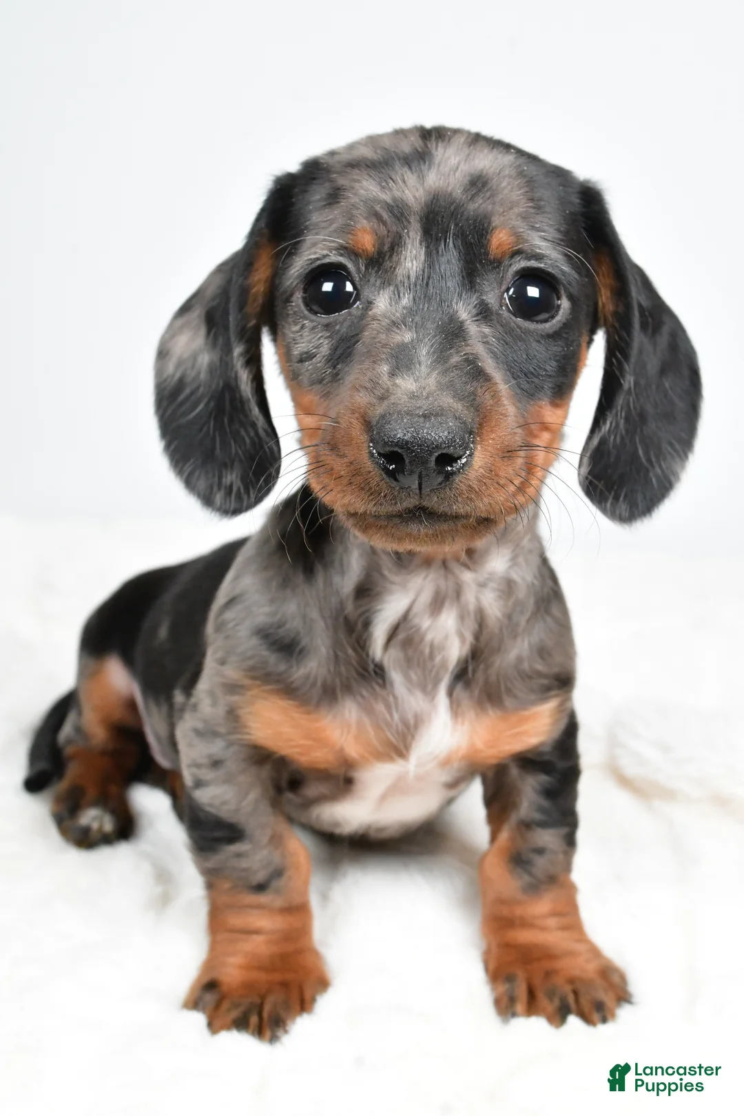 Dachshund dogs for sale: Charlie - Ad 4