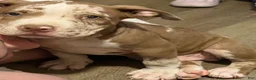 American Bully dogs for sale: Trapp - Ad 2