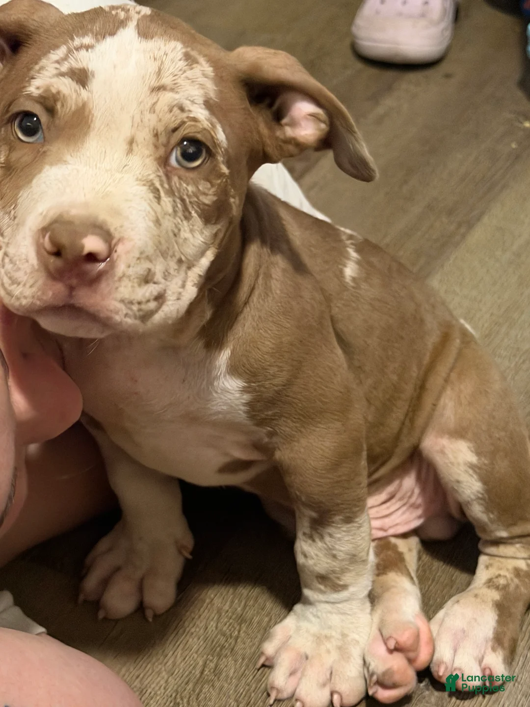 American Bully dogs for sale: Trapp - Ad 2