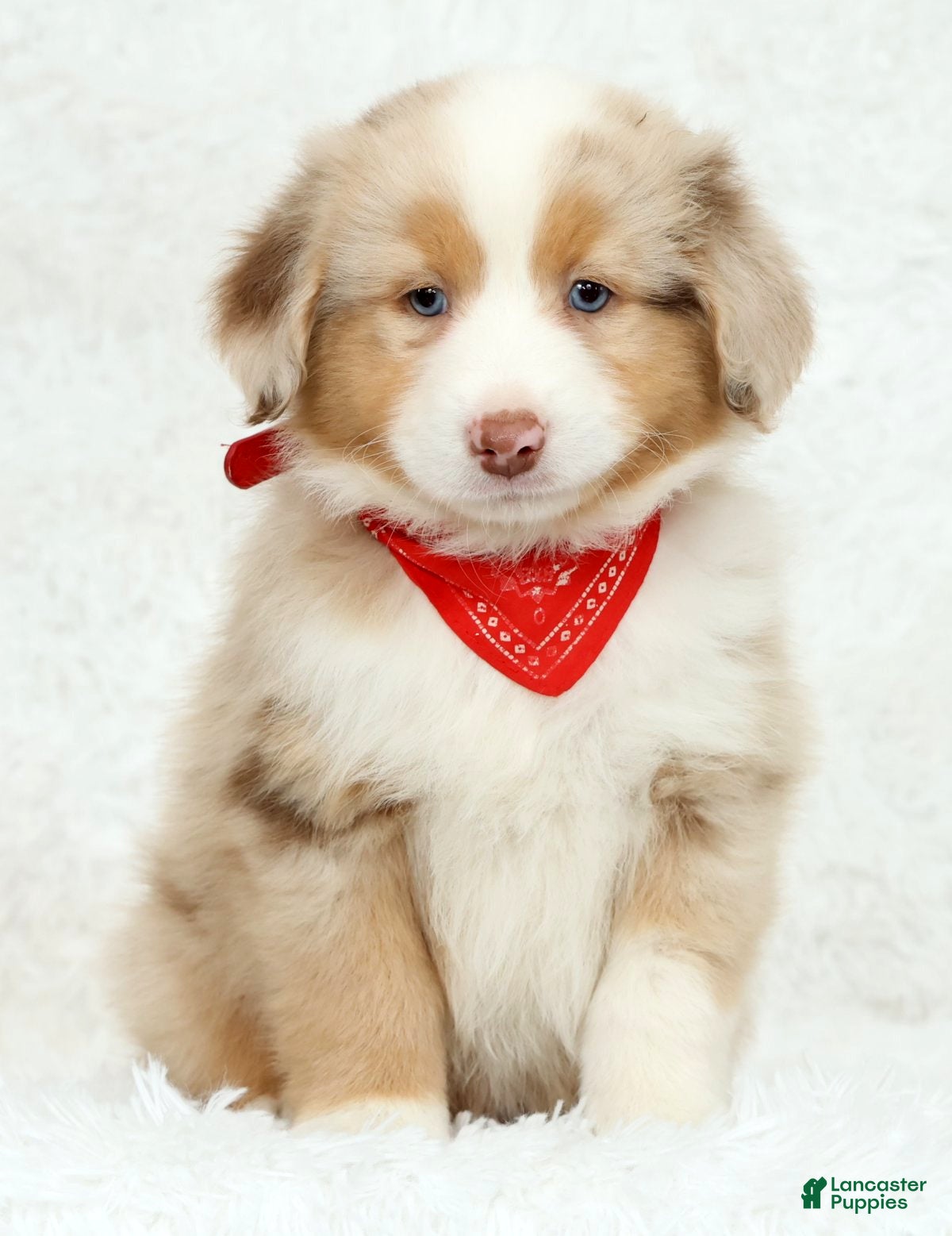 Australian Shepherd dogs Rhett - Ad 2