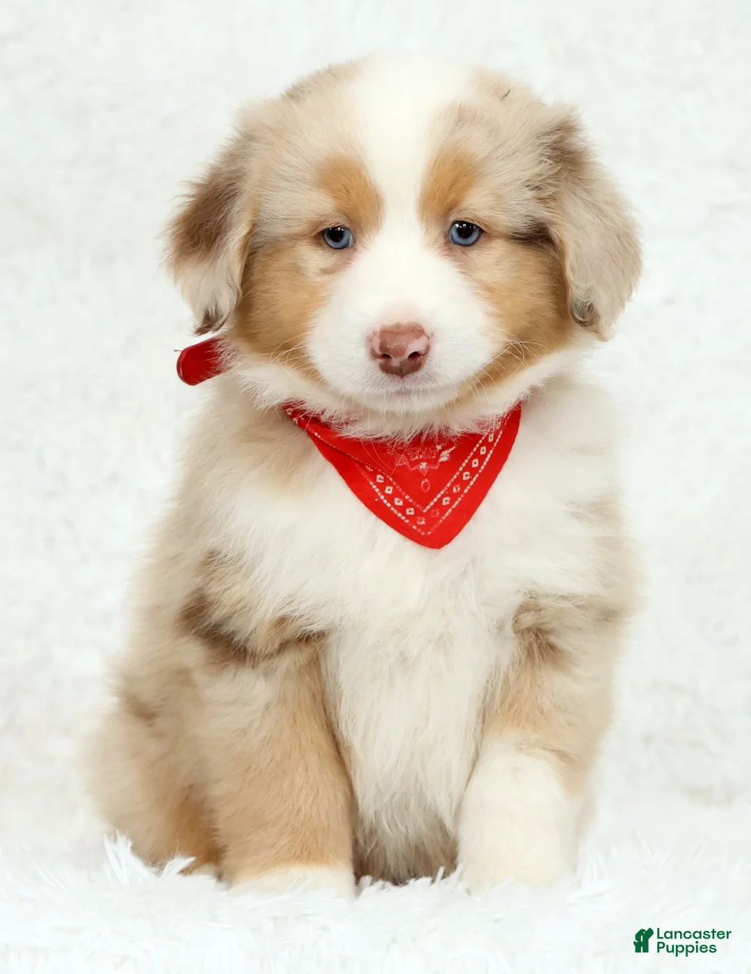 Australian Shepherd dogs for sale: Rhett - Ad 2