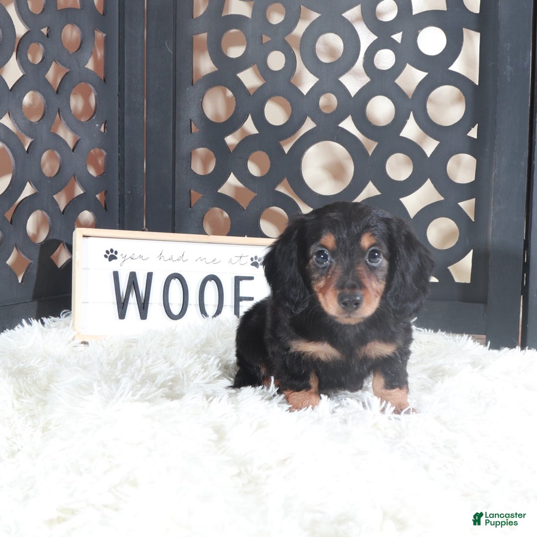 Miniature Dachshund dogs for sale: Miniature Dachshund Puppy Turk - Ad 5