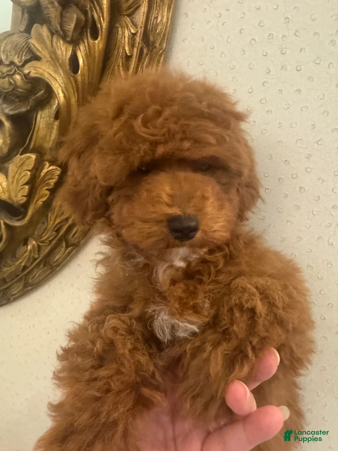 Toy Poodle dogs for sale: Cinnamon - Ad 5