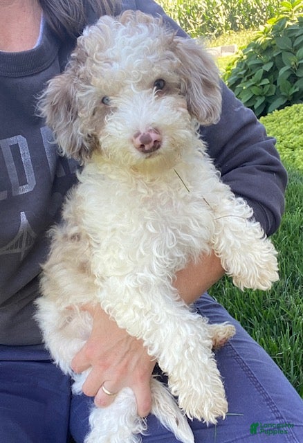 Cavapoo dogs Archie - Ad 2