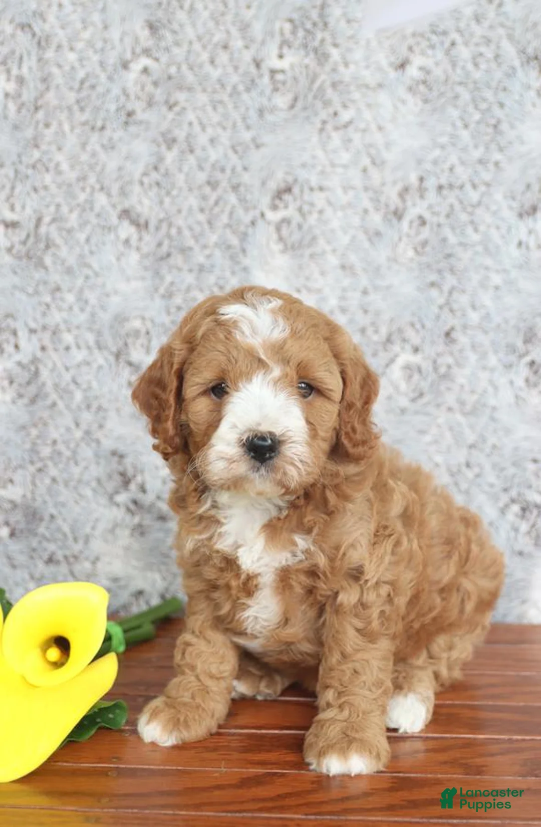 Gallery Image {{count}}