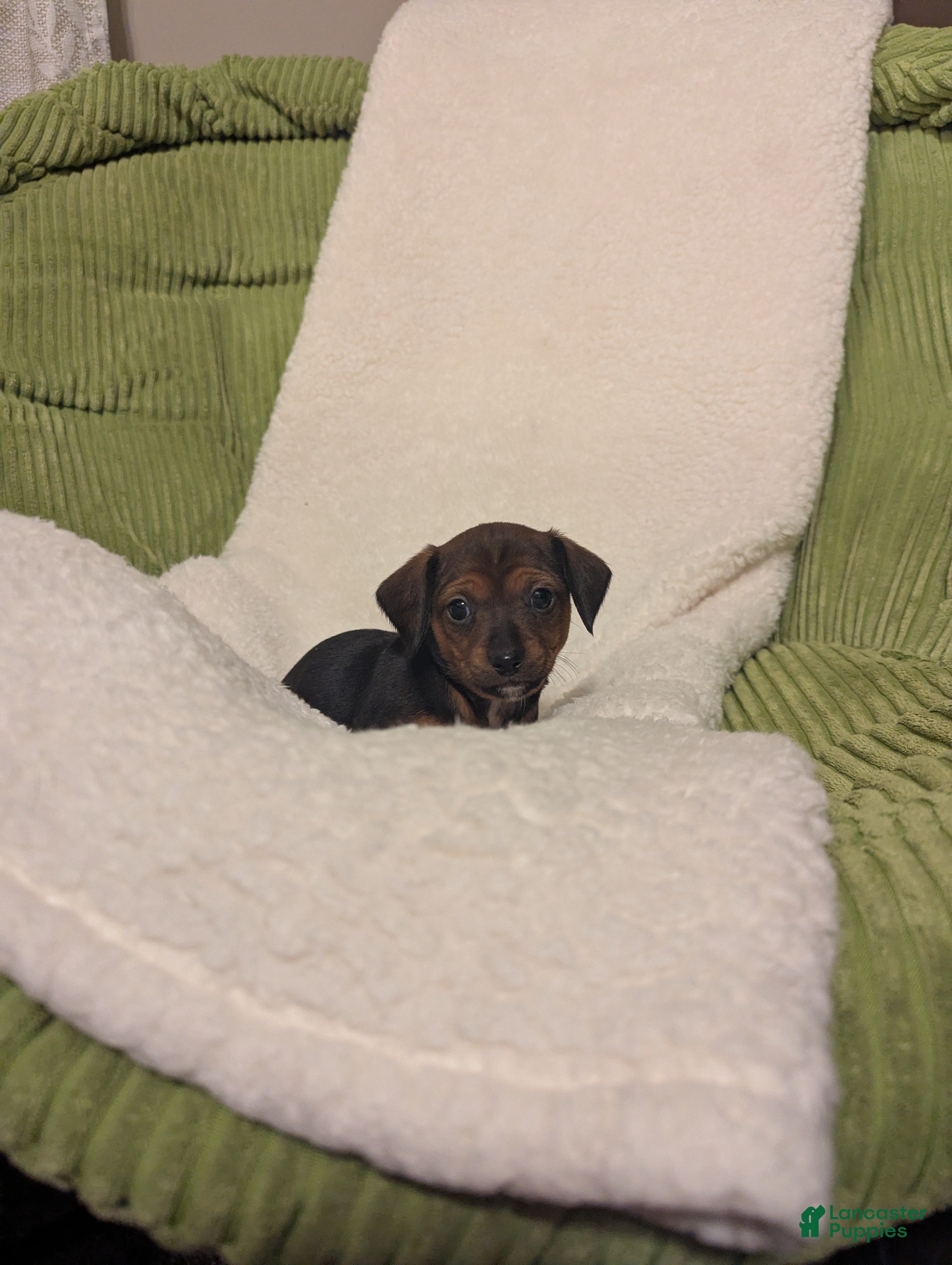 Mixed Breed dogs Pansie - Ad 39